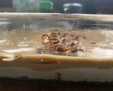 A picture of step 10 of Coffee Oreolicious.