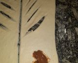 Foto del paso 5 de la receta: Facturas de dulce de leche