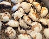 Foto del paso 3 de la receta: Mis tallarines frescos de huevo con ragú