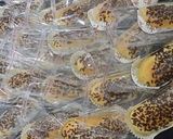 Foto langkah ke 11 dari resep Roti coklat messes.