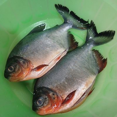 Langkah 1