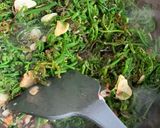 Foto langkah ke 2 dari resep Tumis Pakis Teri medan.