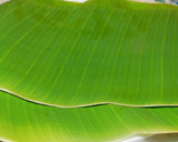 இல அடா (இலை அடை) ரெசிபி ஸ்டேப் 1 புகைப்படம்