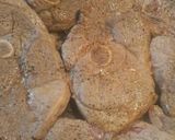 A picture of step 4 of Lamb.