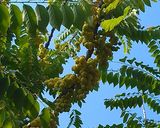 Hình bước làm 1 của món Mứt chùm ruột