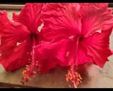 A picture of step 1 of Hibiscus tea.