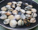 Foto del paso 1 de la receta Berberechos a la plancha