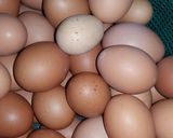 Foto langkah ke 3 dari resep Roti gabin isi kentang.