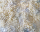 Foto del paso 7 de la receta: Coles de Bruselas gratinadas
