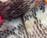 A picture of step 1 of Fish peepered soup garnish with parsely.