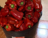 Foto del paso 1 de la receta: Pimientos rojos asados en conserva