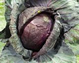 Foto del paso 1 de la receta: Ensalada morada
