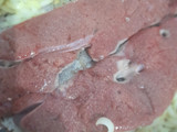 Hígado encebollado