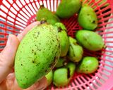 Hình bước làm 1 của món Gỏi Xoài Non Khô Cá Sặc