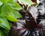 Une image de l'étape 2 de Gaspacho fraîcheur d’été 🍓🥑🧅🫑🧄🌶🍯.