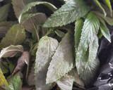 Foto del paso 1 de la receta: Mojito spritz