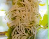 صورة لخطوة 3 من وصفة فراخ كانتون 🍜