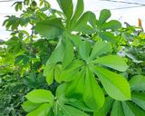 Foto langkah ke 8 dari resep Daun singkong masak bumbu kuning.