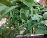 Foto langkah ke 1 dari resep Bobor daun labu siam.