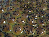خلية نحل بالجبنة