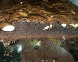 Foto del paso 13 de la receta: Brownie de frutos secos