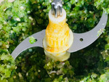 Sambal taichan hijau
