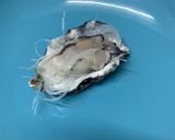 蒜蓉粉絲蒸生蠔的食譜步驟5照片