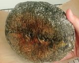 Foto langkah ke 28 dari resep Pandan Charcoal Sourdough Bread (88% - Oven Tangkring).