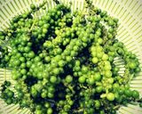 Hình bước làm 1 của món Tiêu Xanh Ngâm Dấm để dành dùng dần