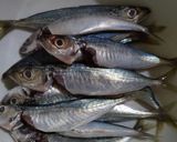 Foto langkah ke 1 dari resep Ikan Dencis Rimbang Balado.