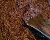 A picture of step 3 of Chocolate Dryfruits Burfi.