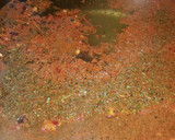 Foto del paso 2 de la receta: Guiso de lentejas