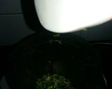 HARI MIRCH(GREEN CHILLI) KI PASTE recipe step 2 photo