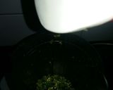 A picture of step 2 of HARI MIRCH(GREEN CHILLI) KI PASTE.