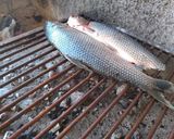 Foto del paso 3 de la receta: Sábalo, al limón y al chimi
