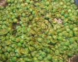 A picture of step 4 of Green Eggs and Ham 2.