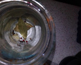 Foto del paso 4 de la receta: Melva en aceite