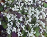 A picture of step 3 of Veg pizza.