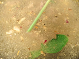 Tongseng Sapi Tanpa Santan