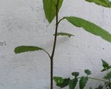 Foto del paso 5 de la receta: Guacamole!!