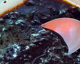 Foto del paso 5 de la receta: Postre ciruelas y crema de coco