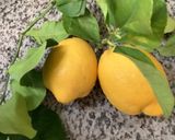 Une image de l'étape 4 de Virgin Mojito citron menthe fraiche.
