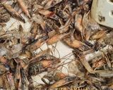 Foto langkah ke 2 dari resep Kaldu Bubuk Kulit Udang.