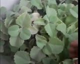 પરાઠા(pratha recipe in Gujarati) રેસીપી સ્ટેપ2ફોટો