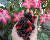 Foto langkah ke 1 dari resep Mulberry Cimory Juice.