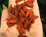 Hình bước làm 1 của món Nước mát hà thủ ô