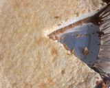 Foto del paso 3 de la receta: Pay de Queso Horneado