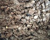 A picture of step 5 of Millet ladoo nachni.