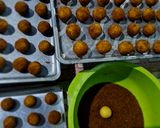 Foto langkah ke 4 dari resep Cheese Palm Sugar 🍪🧀.