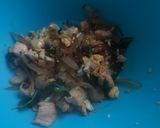 Foto del paso 3 de la receta: Tallarines mie goreng
